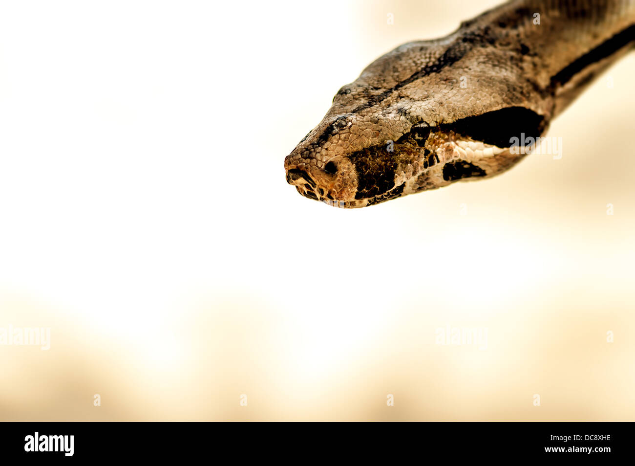 Python - Brown Snake Stock Photo