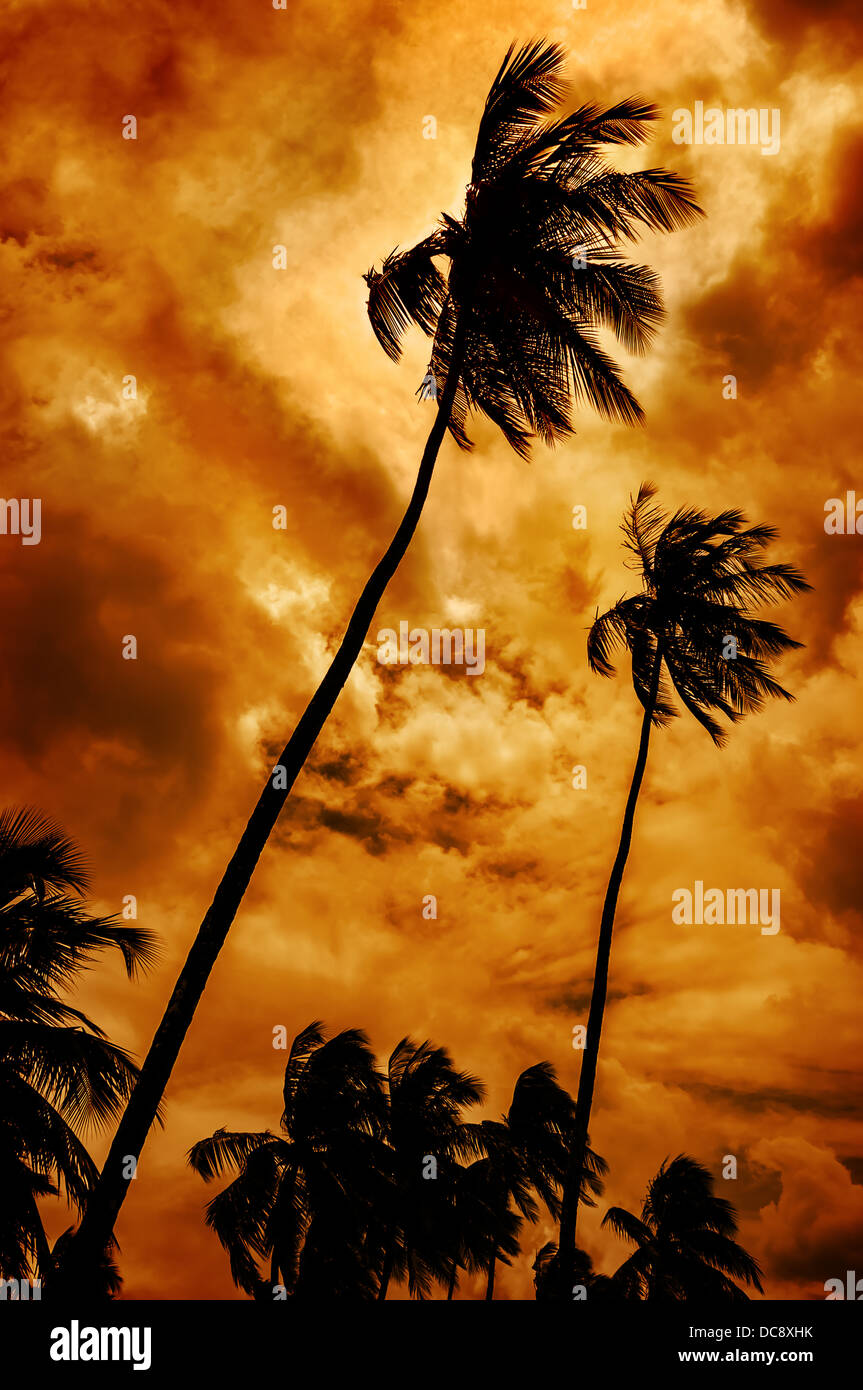 Dramatic tropical sky - Palm trees Stock Photo