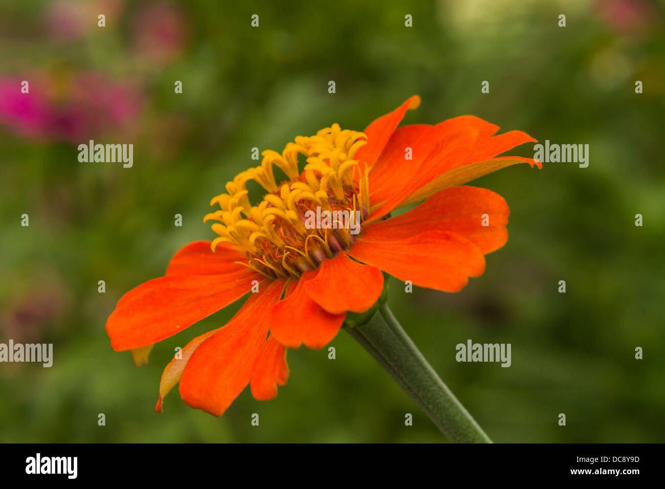 Orange Straw flower Stock Photo Alamy
