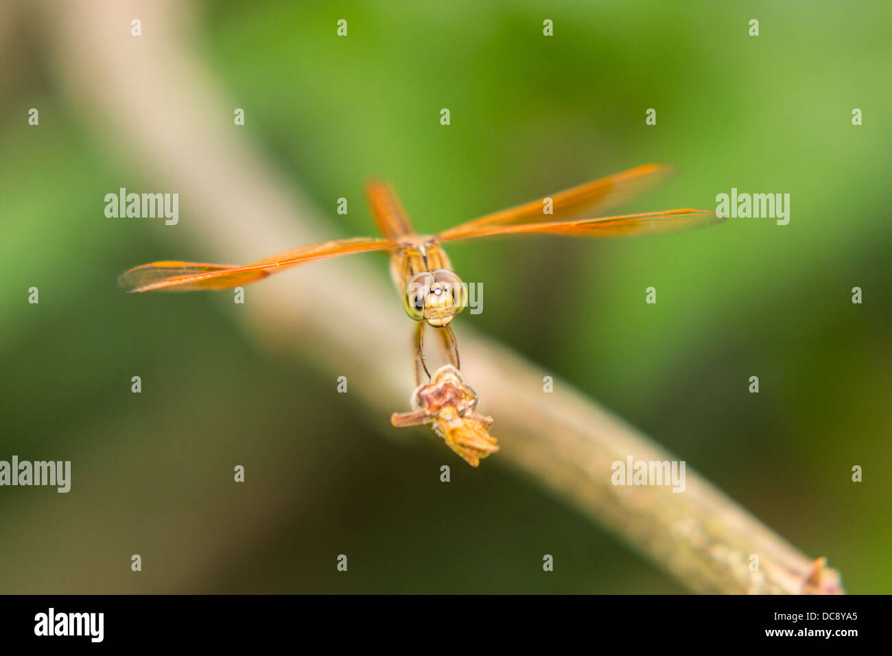 Dragonfly bite images hires stock photography and images Alamy