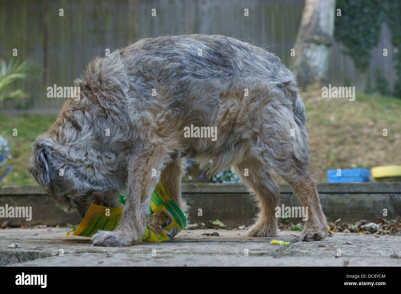 Can Beef Jerky Kill A Scottish Terrier