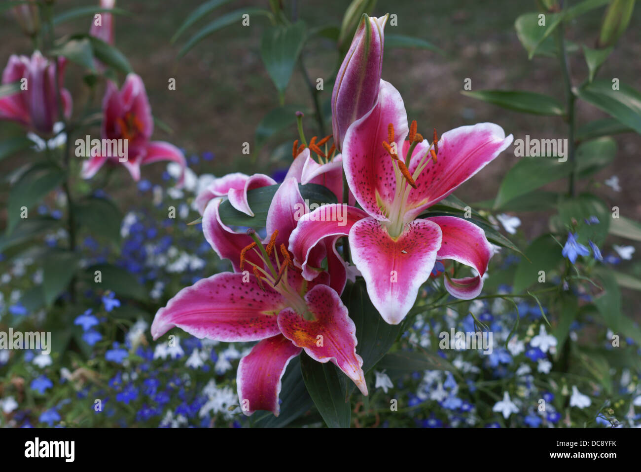 Lily Lily Oriental Hybrid Stargazer plant Lily Oriental Hybrid