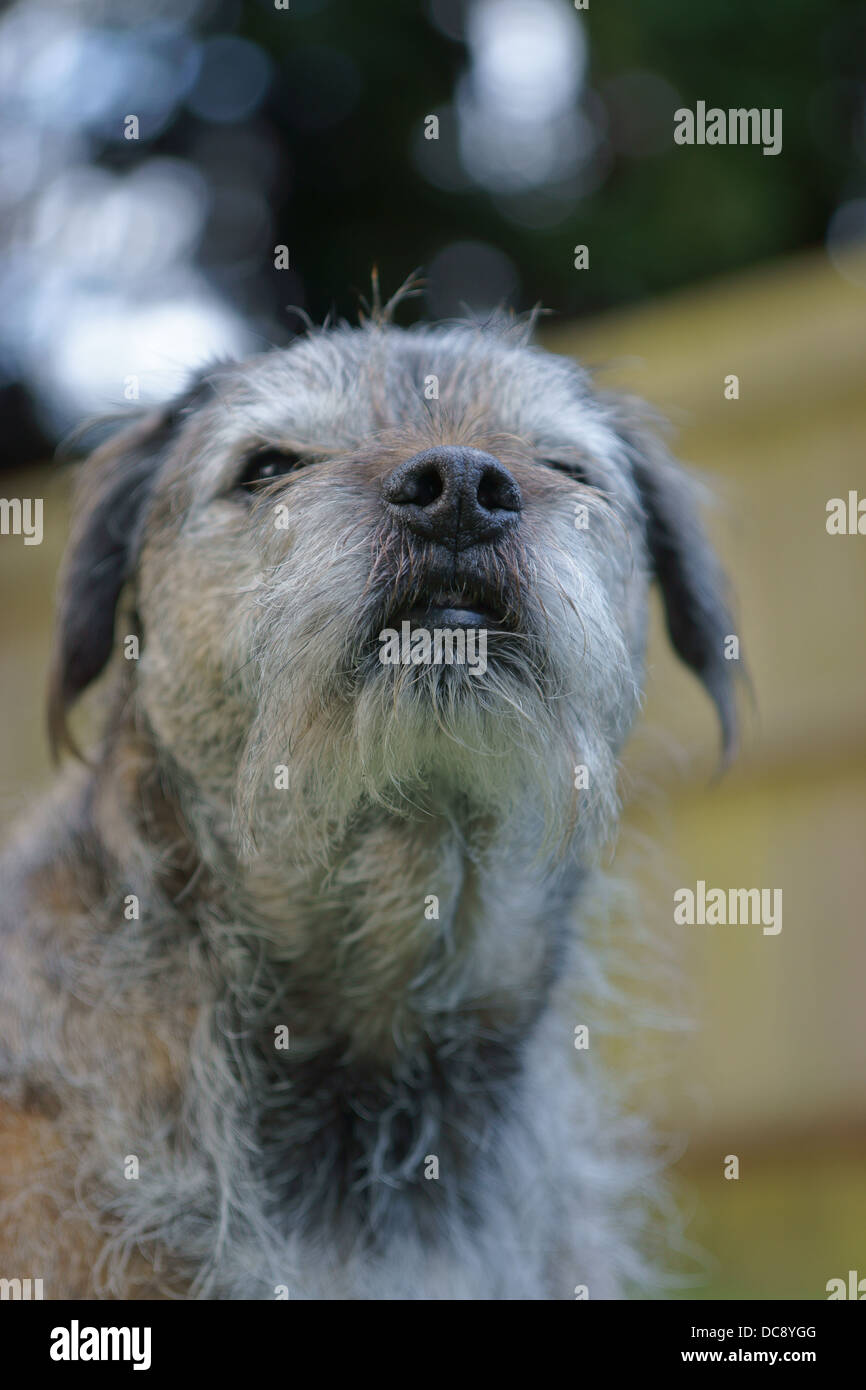 border terrier dog face static hair sitting out side washing line trees washing line cloths grass Stock Photo