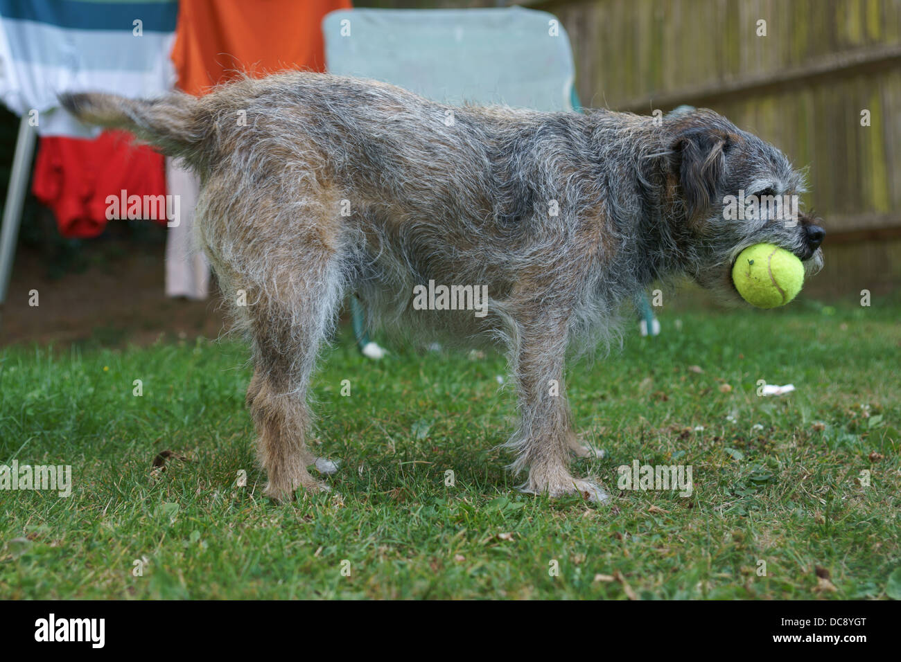 dog chewing tennis ball border terrier fence grass holding ball in his