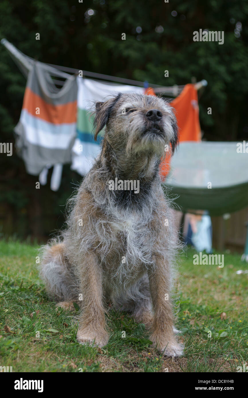 cloths washing line border terrier dog face static hair static messy dog siting grass tennis ball wooden oak fence hair whisker Stock Photo