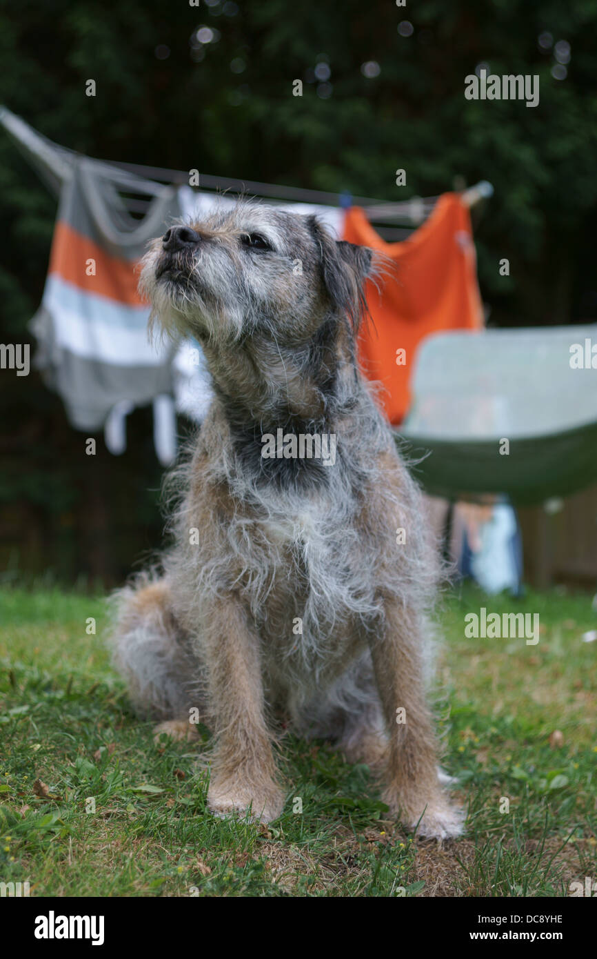 cloths washing line border terrier dog face static hair static messy dog clothes grass tennis ball wooden oak fence hair whisker Stock Photo
