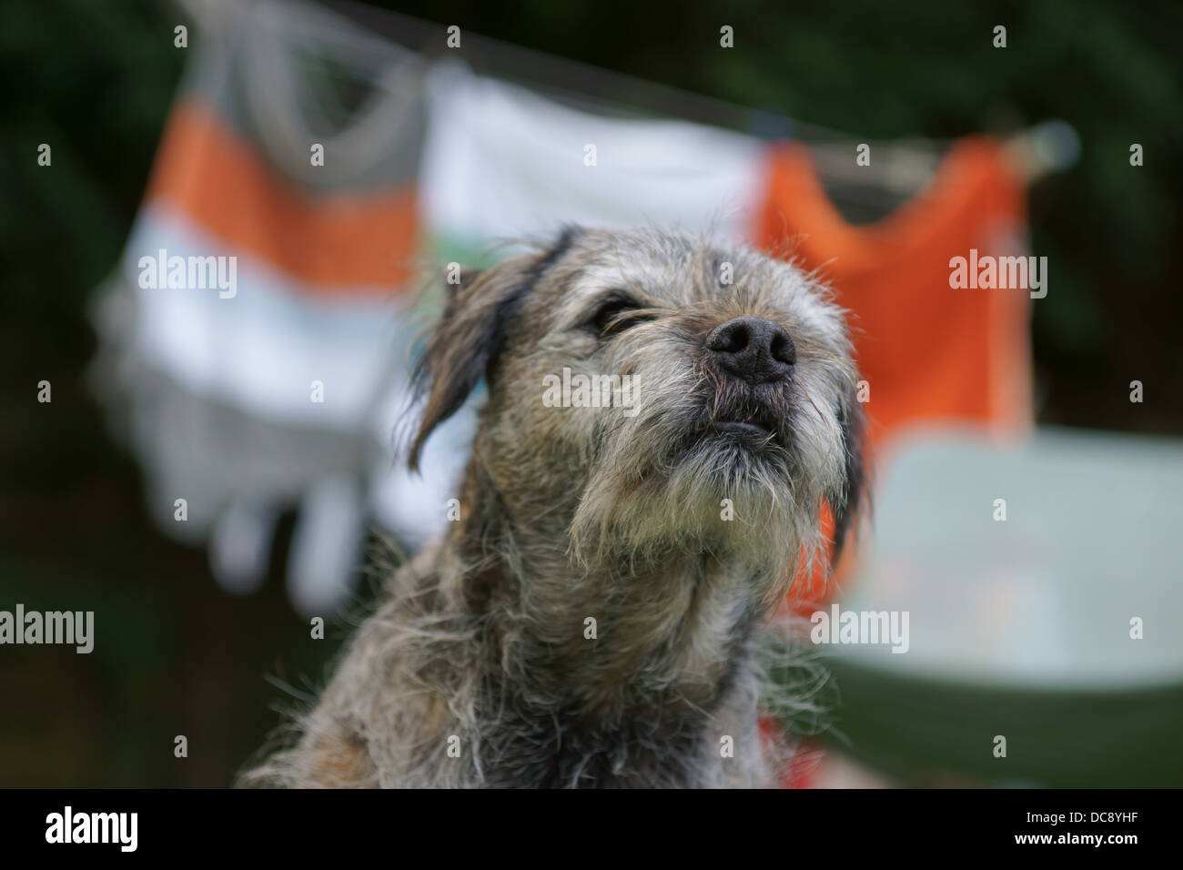 border terrier dog face static hair sitting outside washing line trees washing line clothes grass tennis ball wooden oak fence h Stock Photo