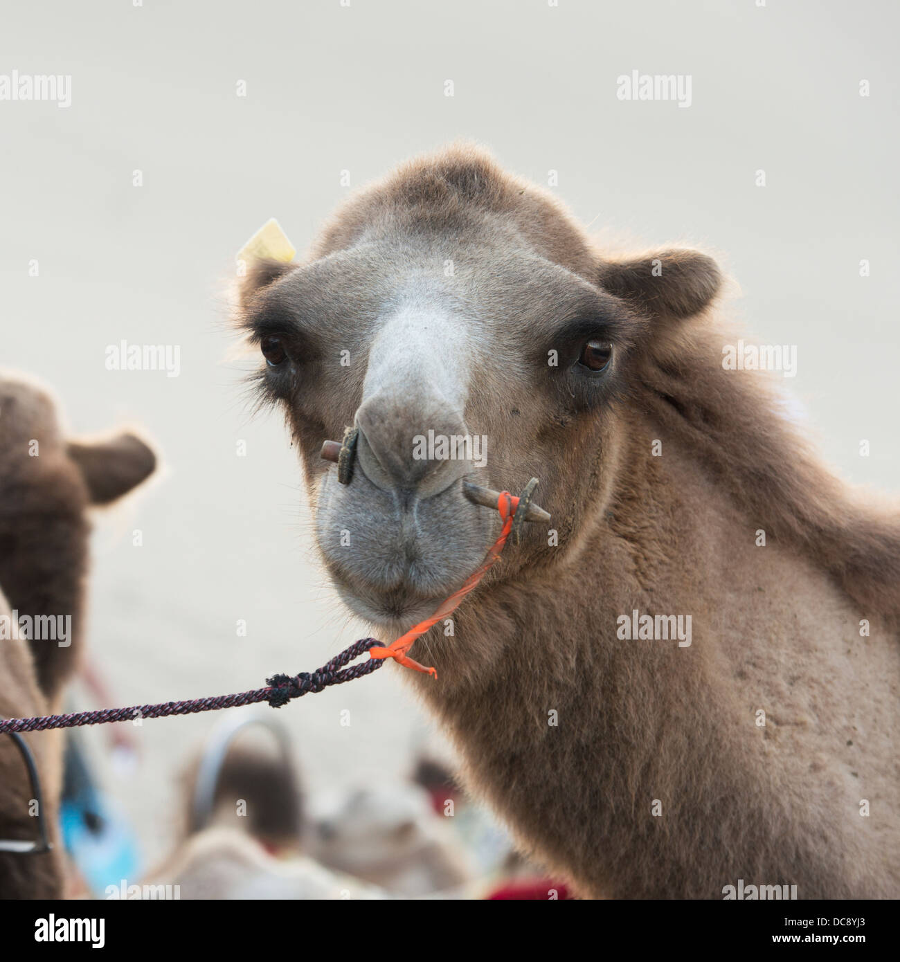 Rope Through Nose High Resolution Stock Photography And Images Alamy