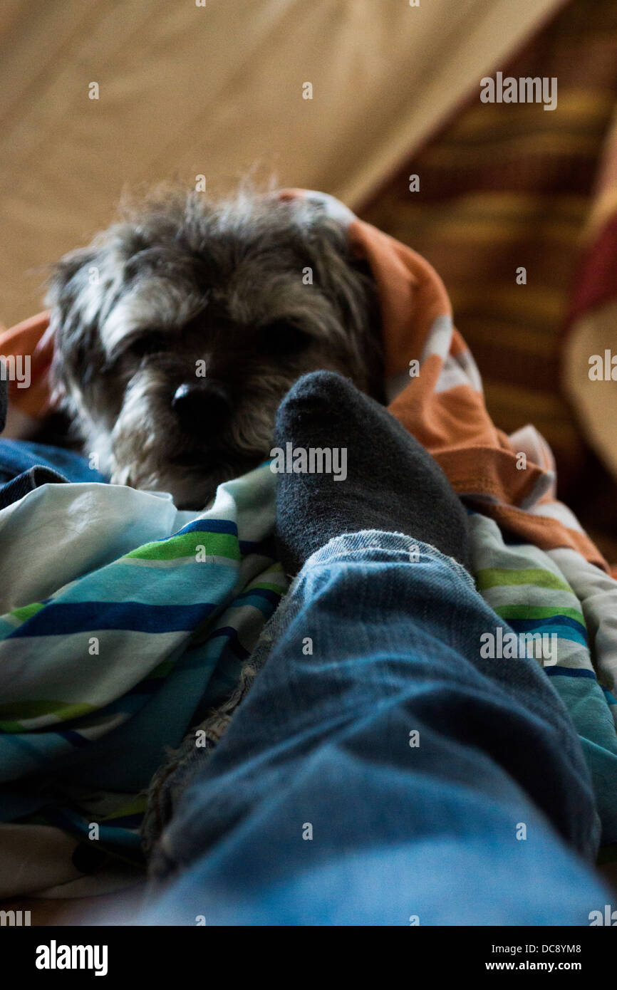 border terrier long hair dog mouth feet leg sock washing relaxing Stock Photo