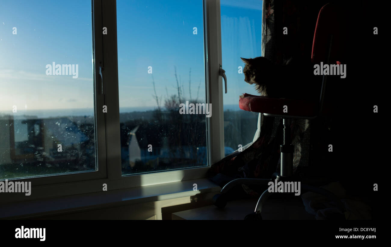 cat looking window sea views clouds clear sunrise Stock Photo