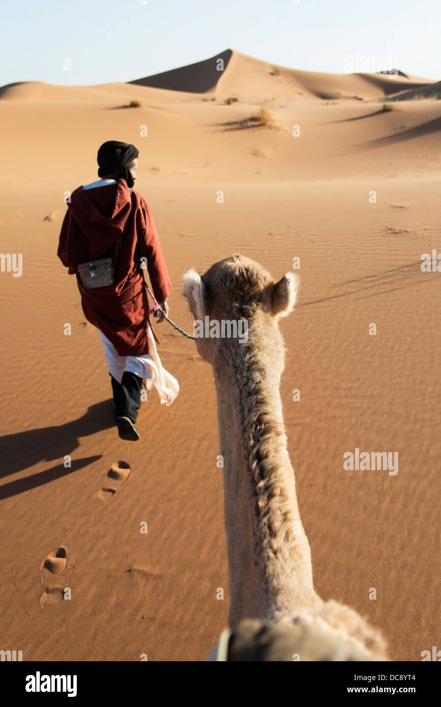A man leads his camel over the sand dunes; Morocco Stock Photo