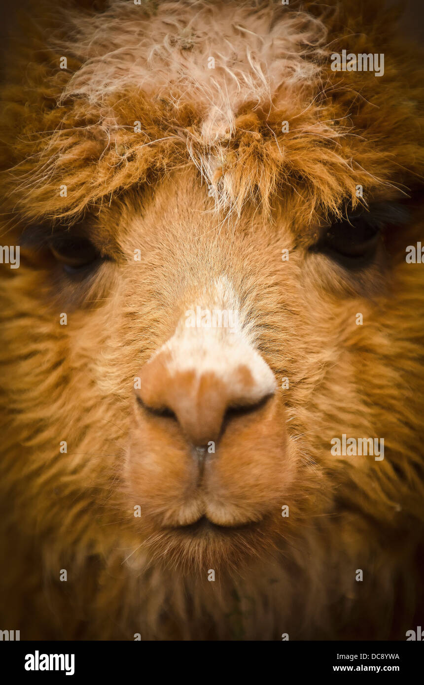 Close up of the face of a Llama; Cuzco, Peru Stock Photo