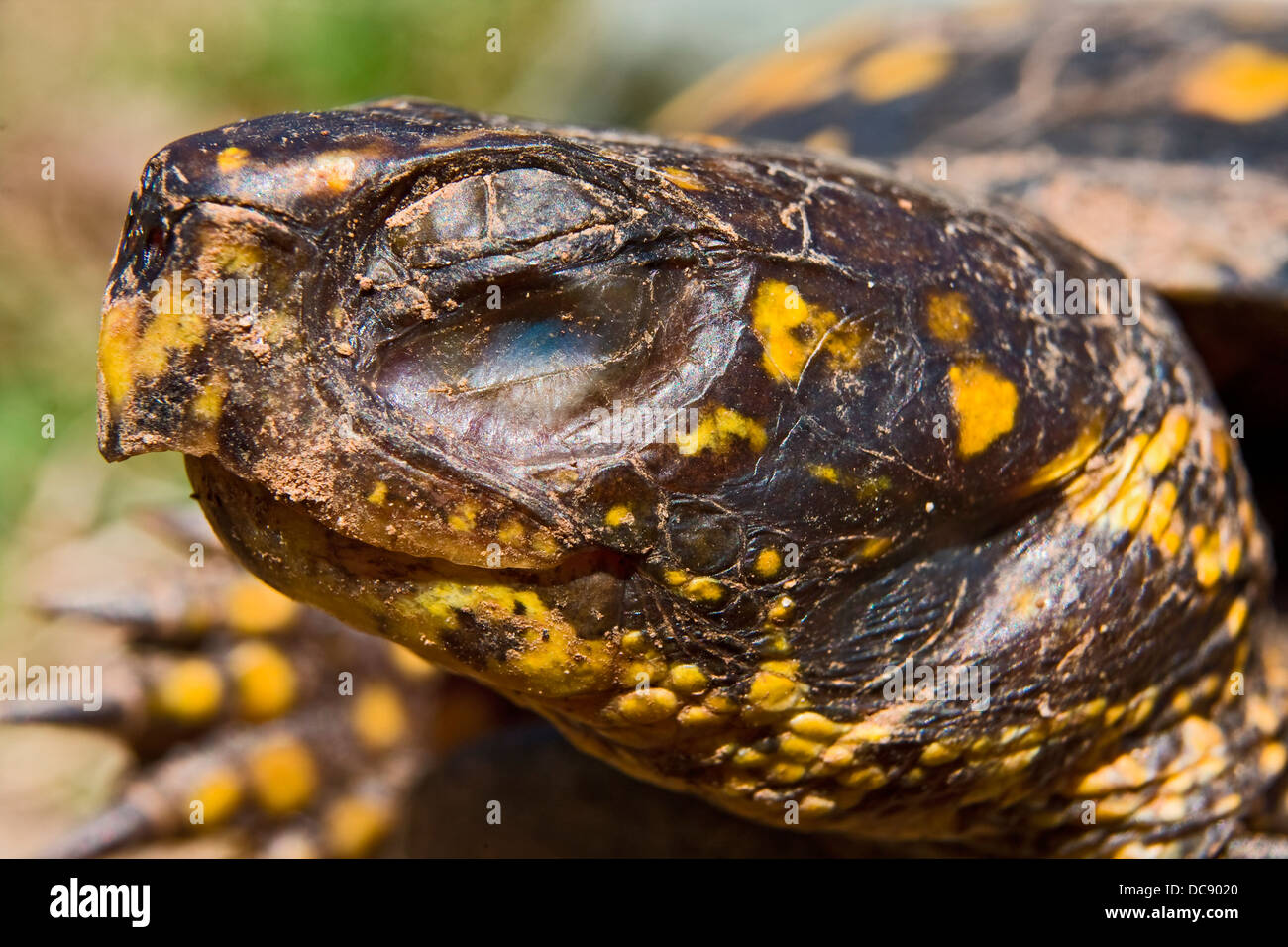 Box Turtle (Terrapene Stock Photo - Alamy