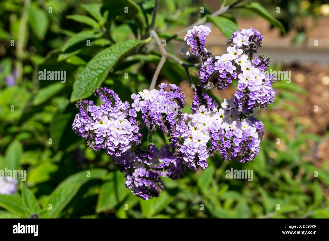 The Garden Heliotrope (Heliotropium arborescens) is a highly fragrant perennial plant, originally from Peru Stock Photo