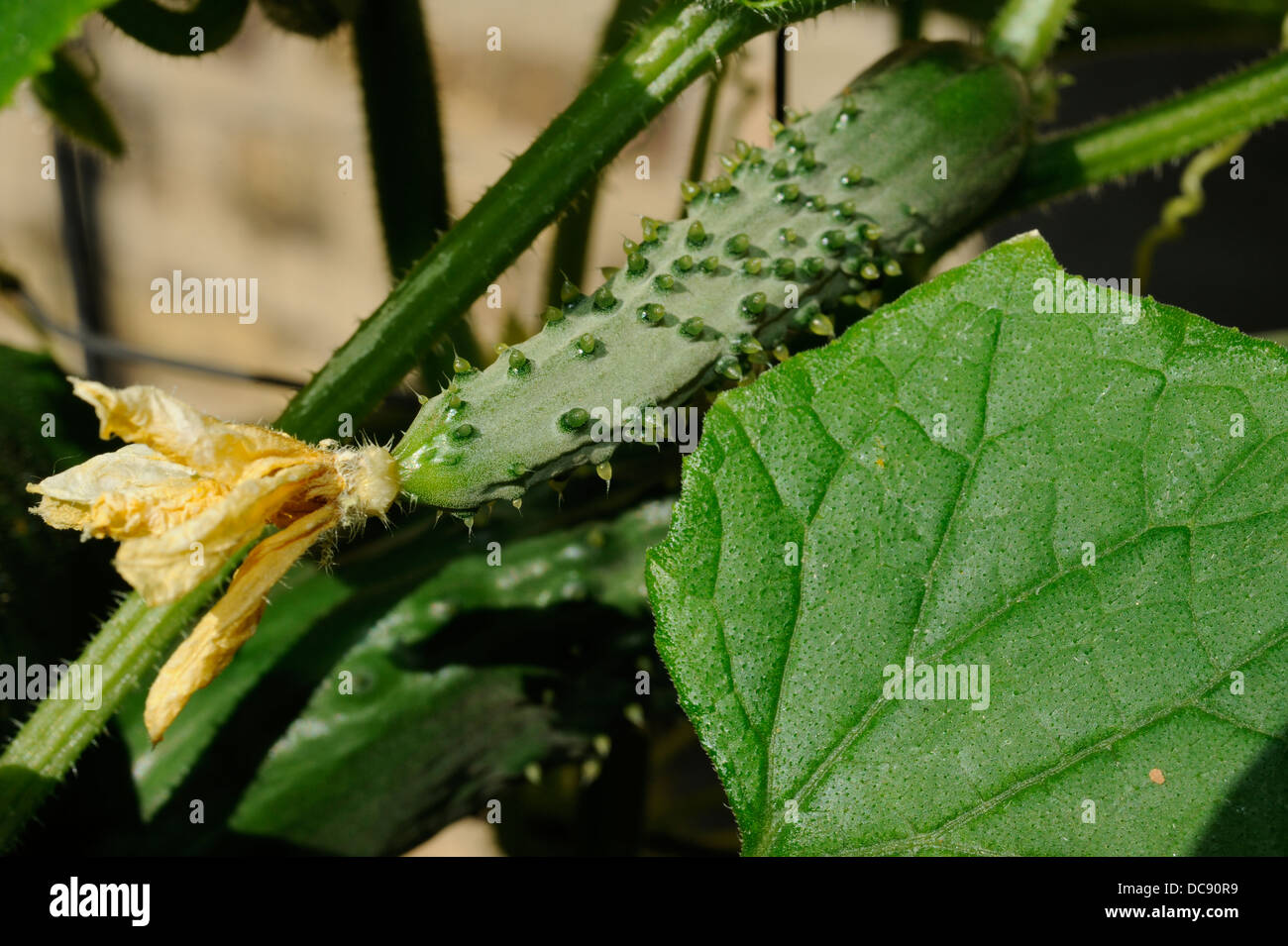 Cucumber with blossom. Cucumber (Cucumis sativus) is a widely cultivated plant in the gourd family Cucurbitaceae. Stock Photo