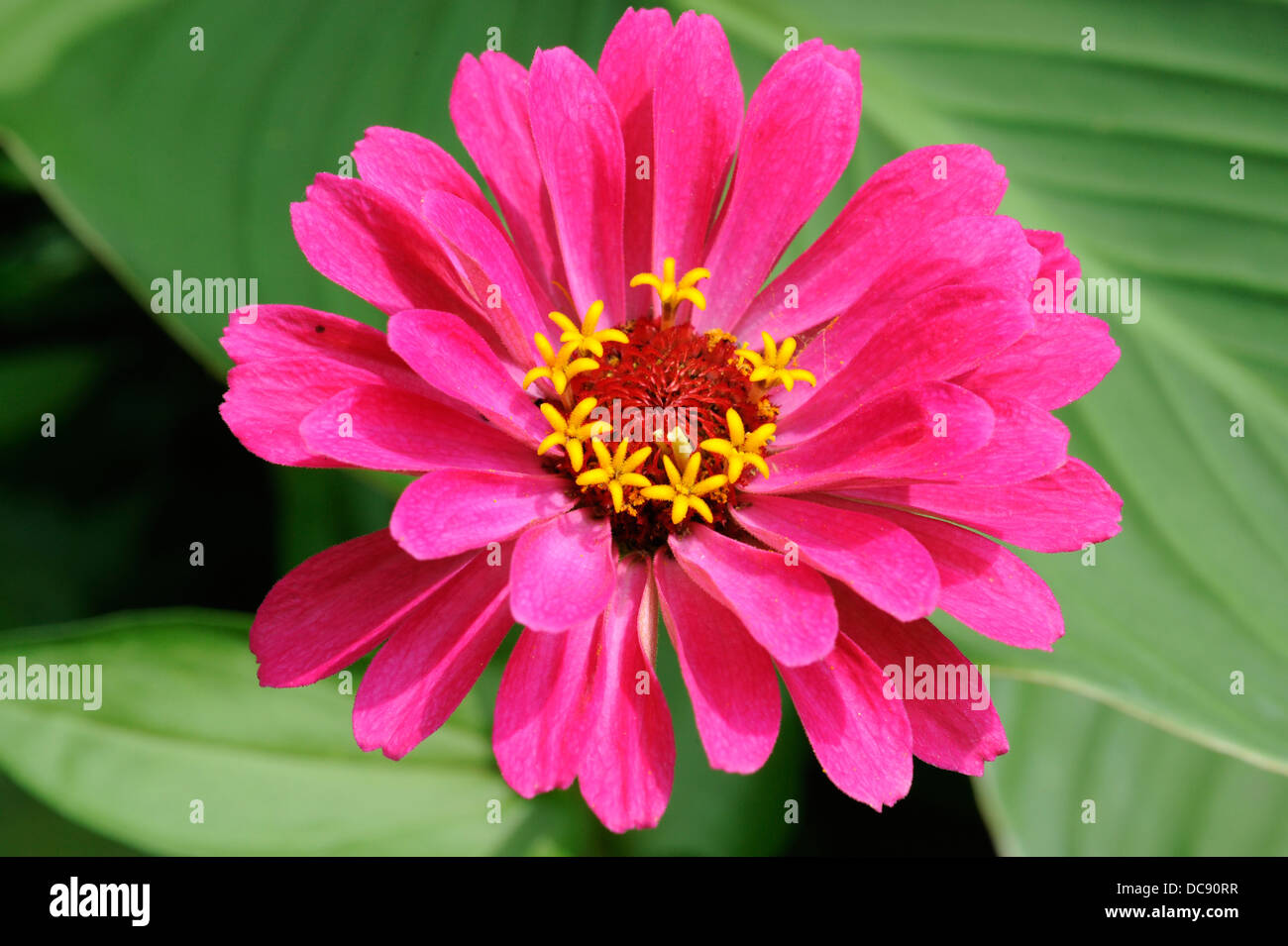 Pink zinnia flower in garden. Summertime annual flower in zone 6.  Asteraceae family (Zinnia elegans) Stock Photo