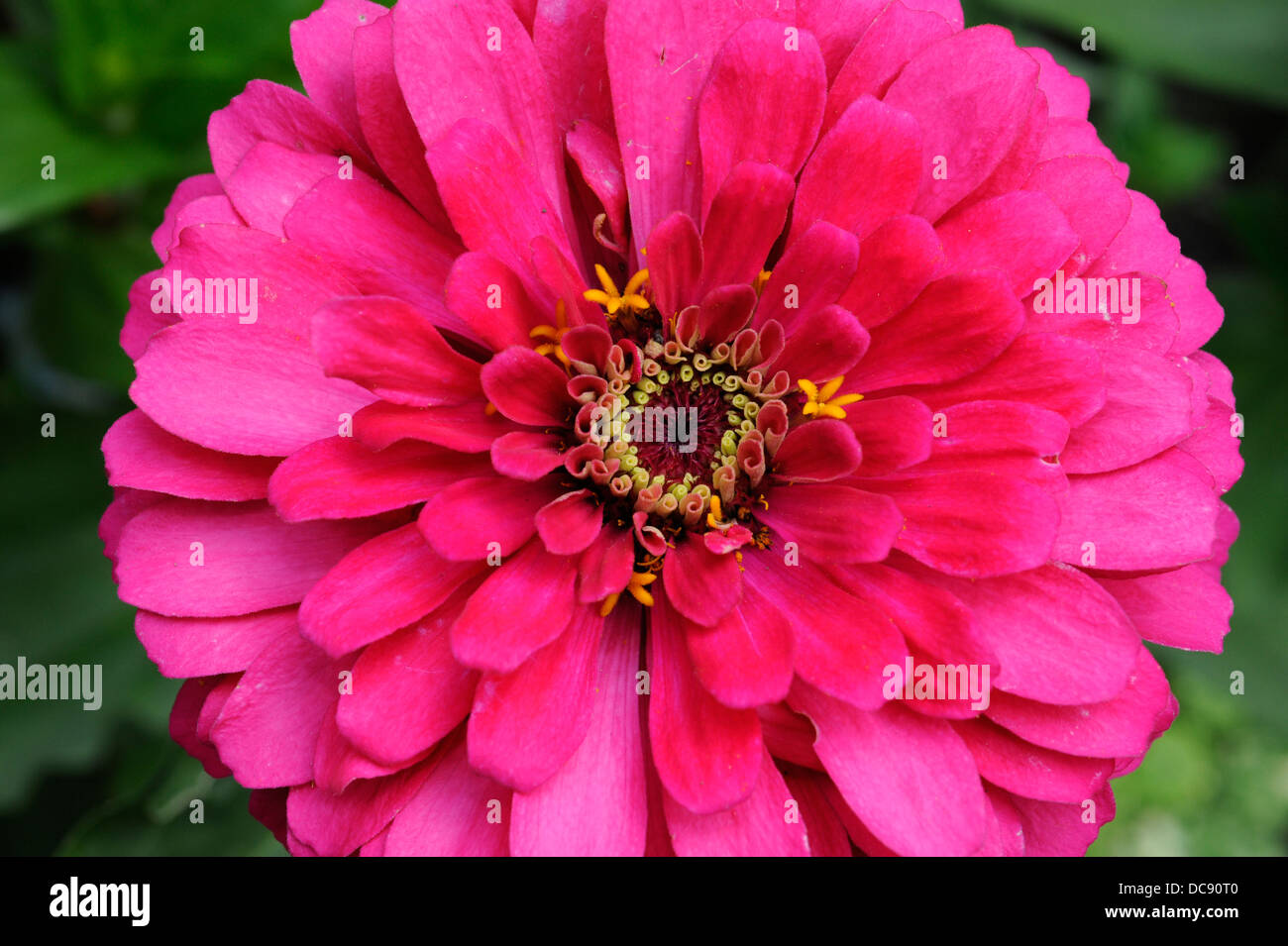 Pink zinnia flower in garden. Summertime annual flower in zone 6