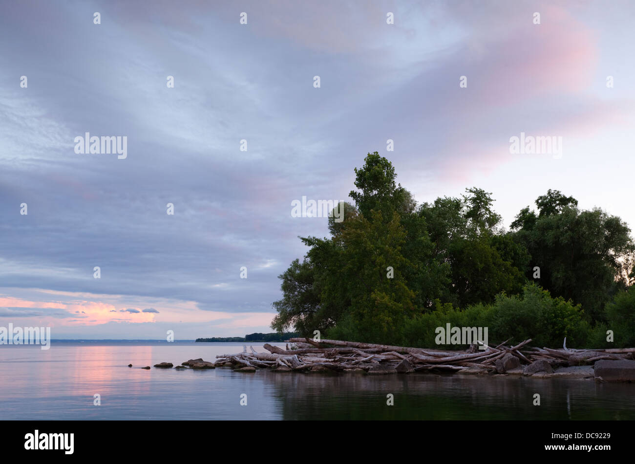 Trees and driftwood at sunset, Oakville, Ontario, Canada. Stock Photo