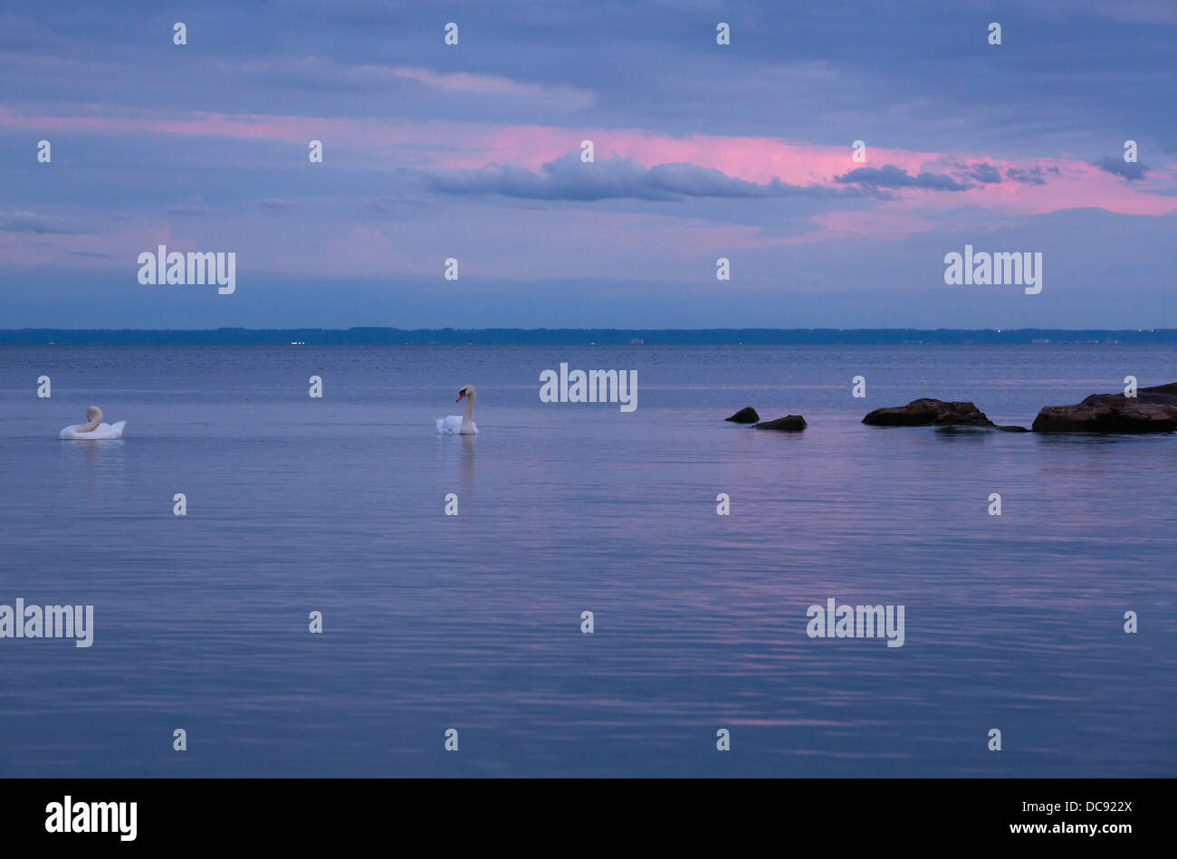 Mute Swans swimming at sunset on Lake Ontario, Oakville, Ontario, Canada. Stock Photo