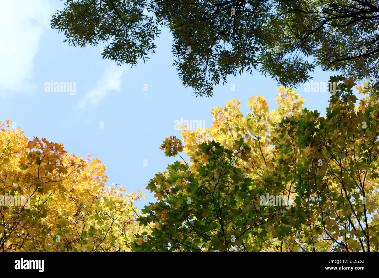 autumn leaves in the park Stock Photo - Alamy