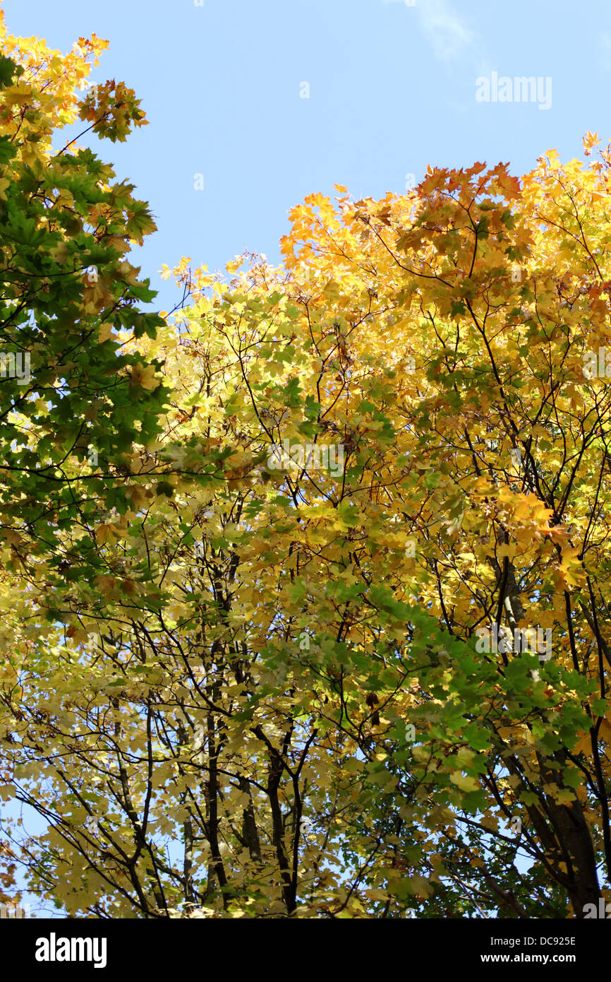 autumn leaves in the park Stock Photo - Alamy