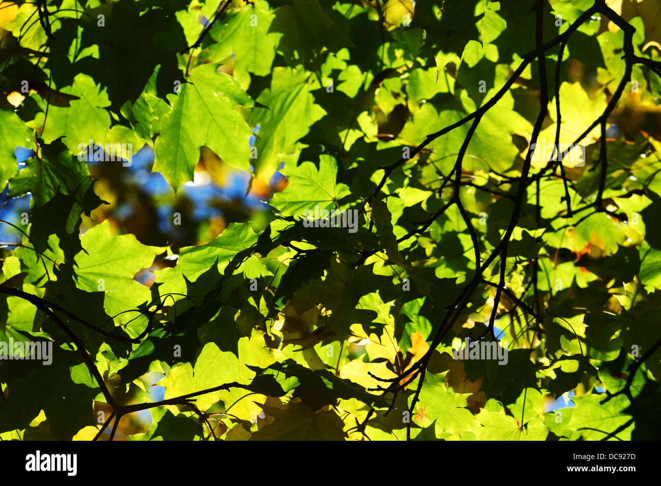 autumn leaves in the park Stock Photo - Alamy