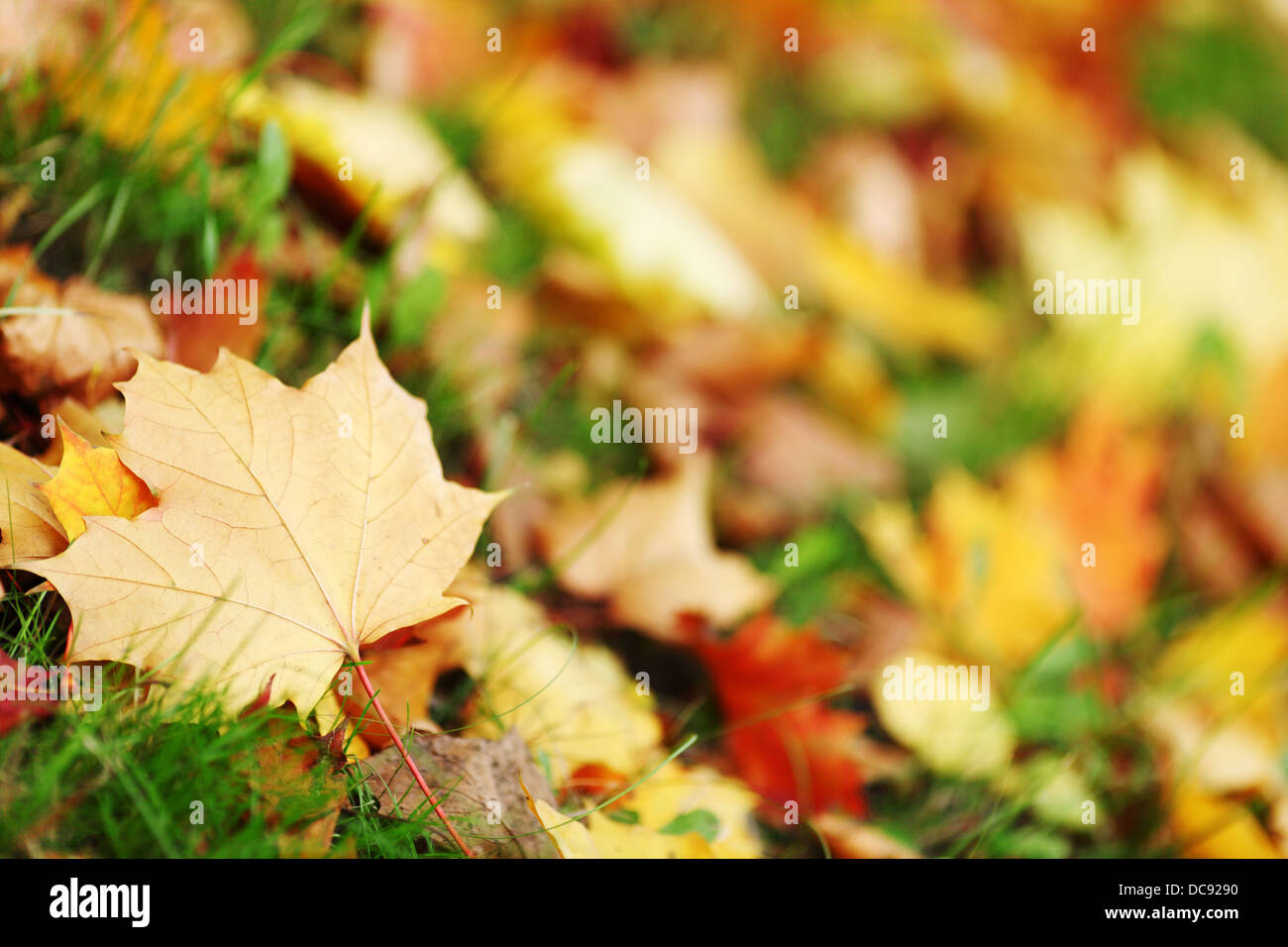autumn leaves in the park Stock Photo - Alamy