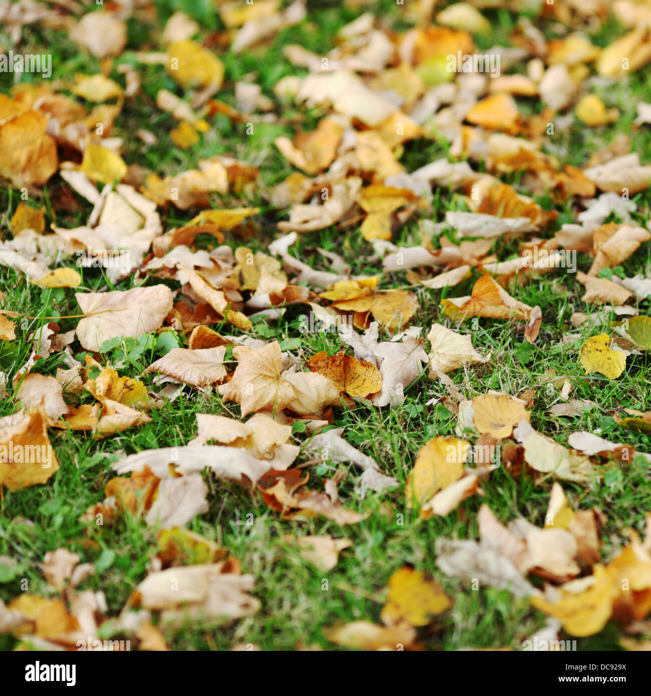 autumn leaves in the park Stock Photo - Alamy