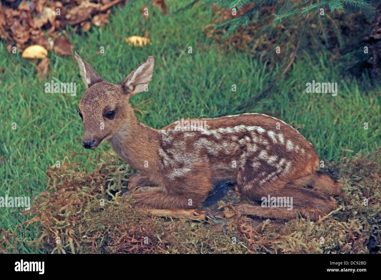 small baby deer fallow deer wild animals of the forest in the middle of the  Woods Stock Photo - Alamy