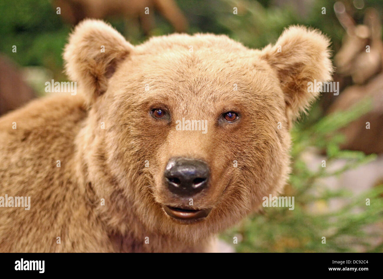 cute face of a brown bear in the middle of the forests Stock Photo
