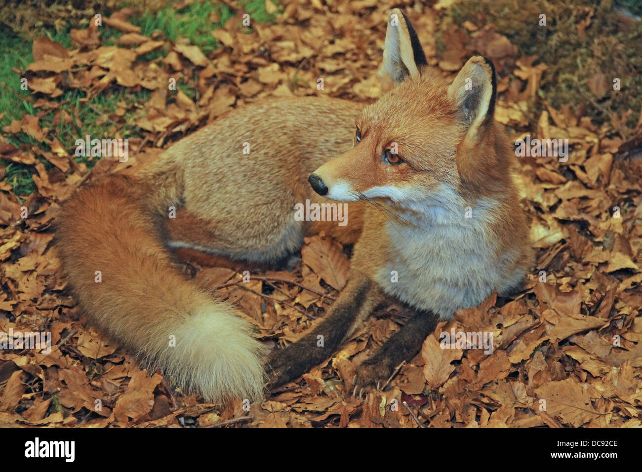 young specimen of Fox while resting lying in the middle of the leaves in autumn 1 Stock Photo