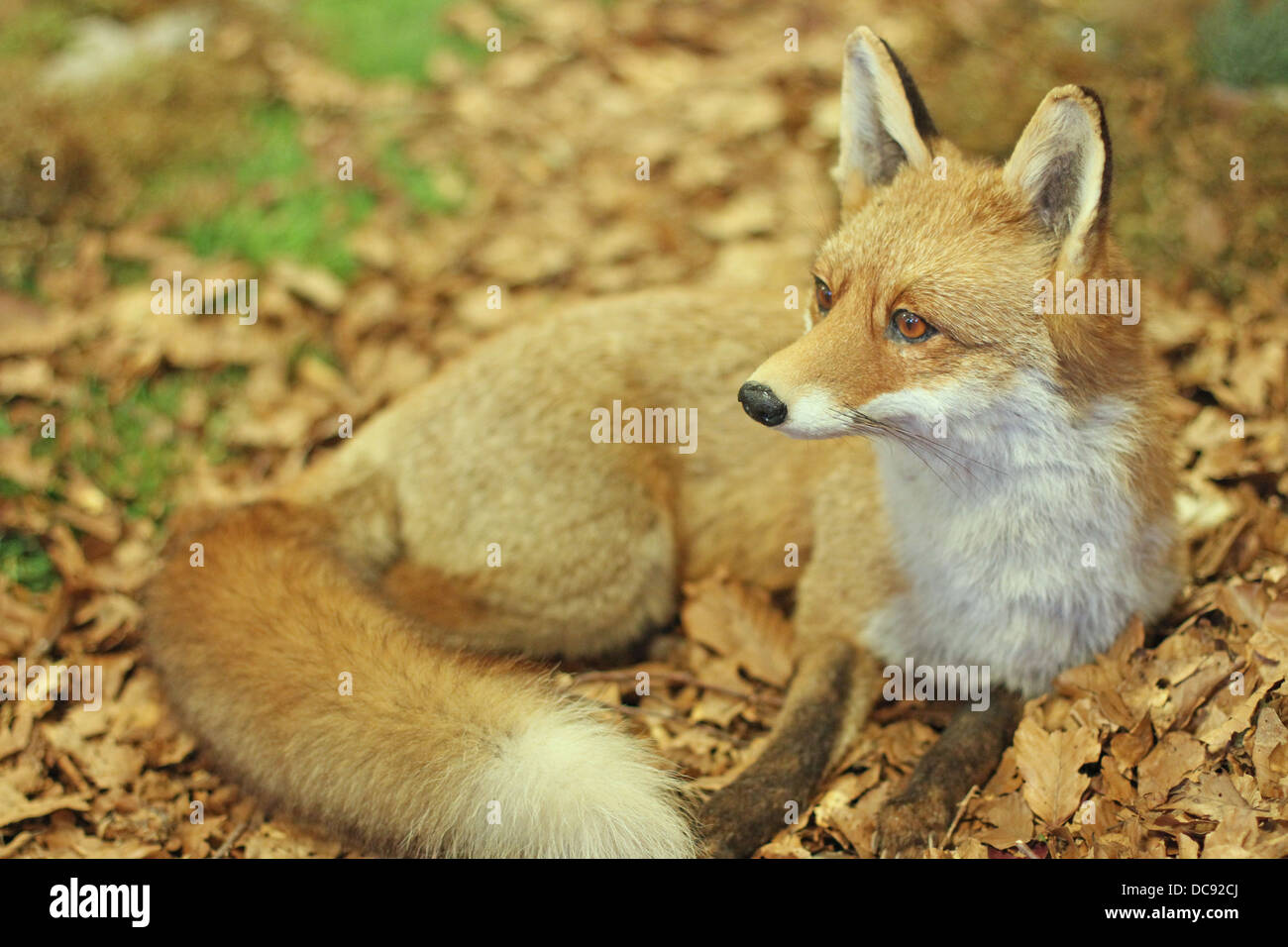 specimen of Fox while resting lying in the middle of the leaves in autumn 3 Stock Photo