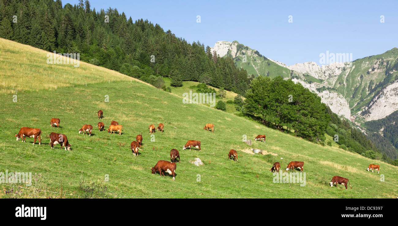 Cows wearing bells are grazing in a beautiful green meadow in the alps Stock Photo