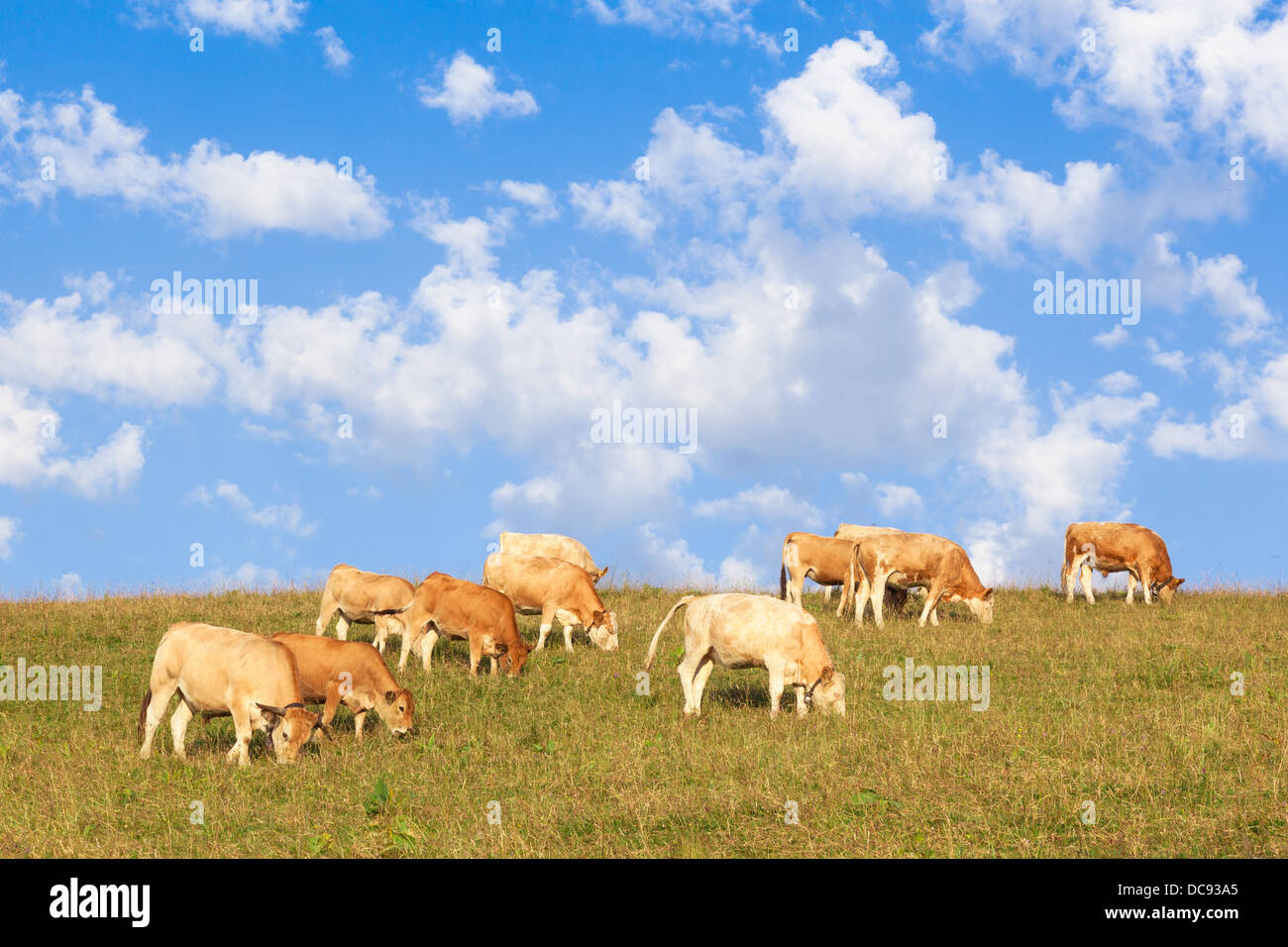 Cows wearing bells are grazing in a beautiful green meadow in the alps Stock Photo