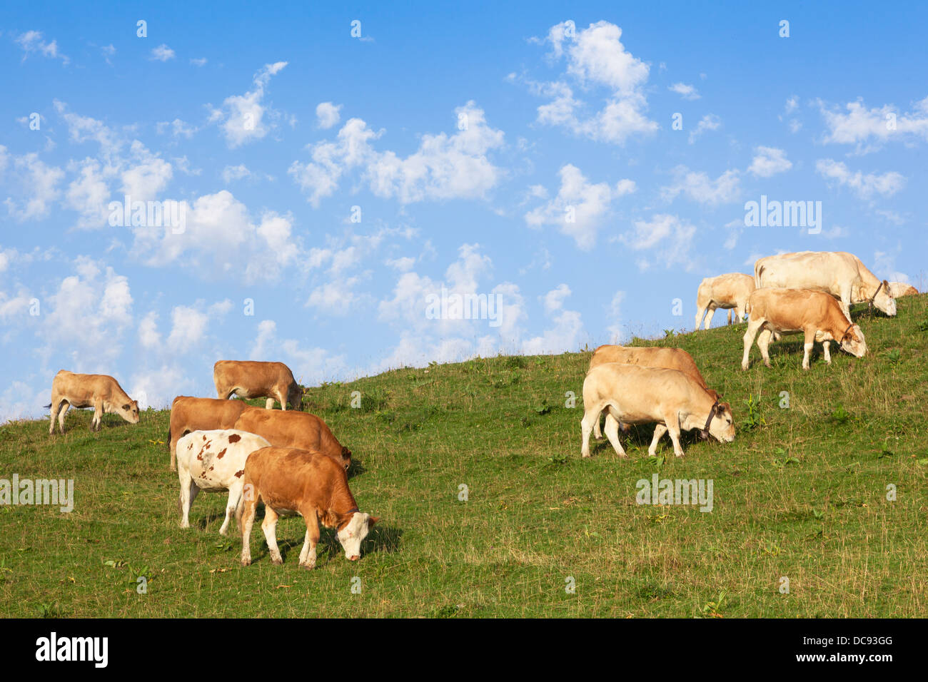 Cows wearing bells are grazing in a beautiful green meadow in the alps Stock Photo