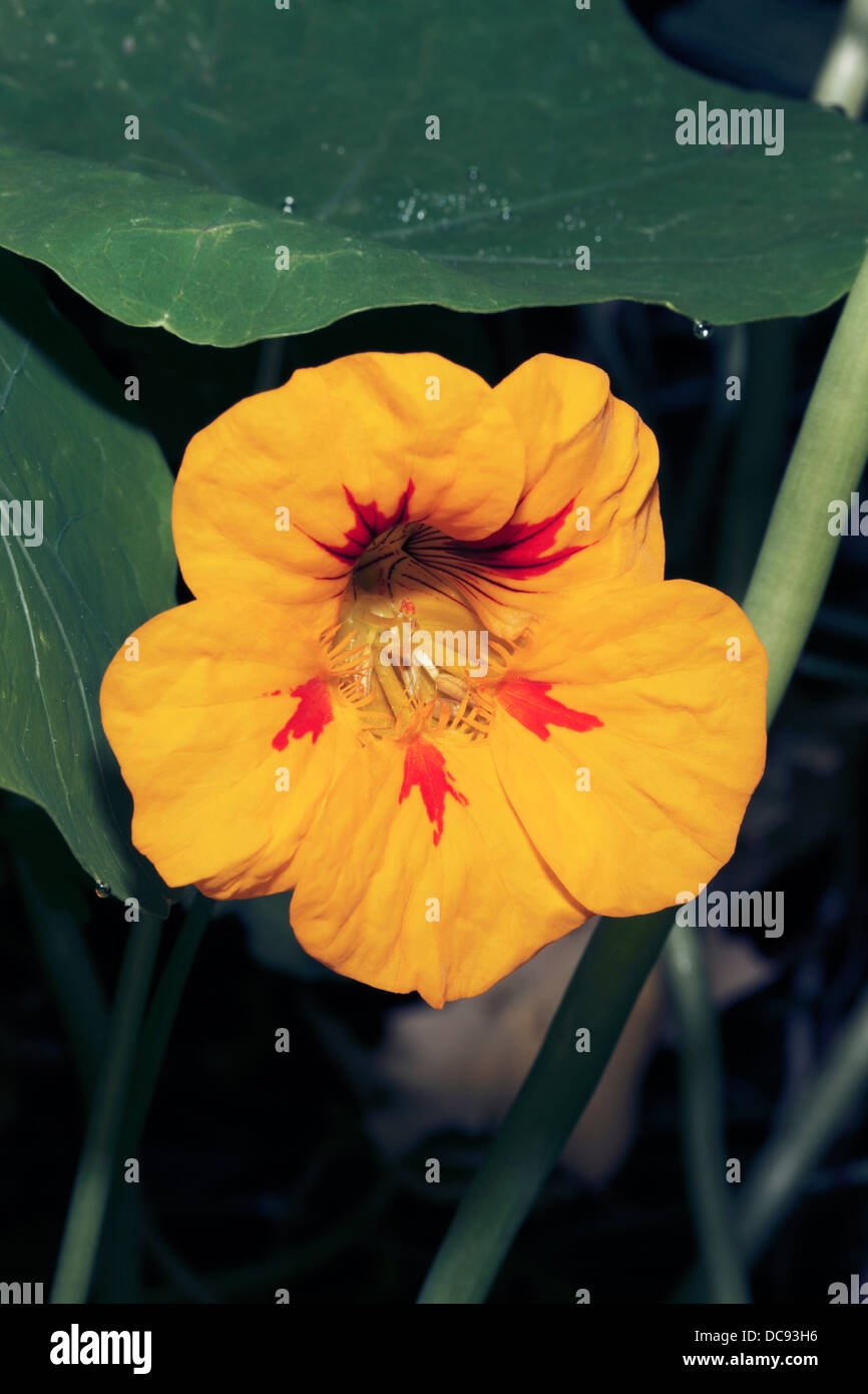 Close-up of Nasturtium flower - Tropaeolum majus - Family Tropaeolaceae Stock Photo