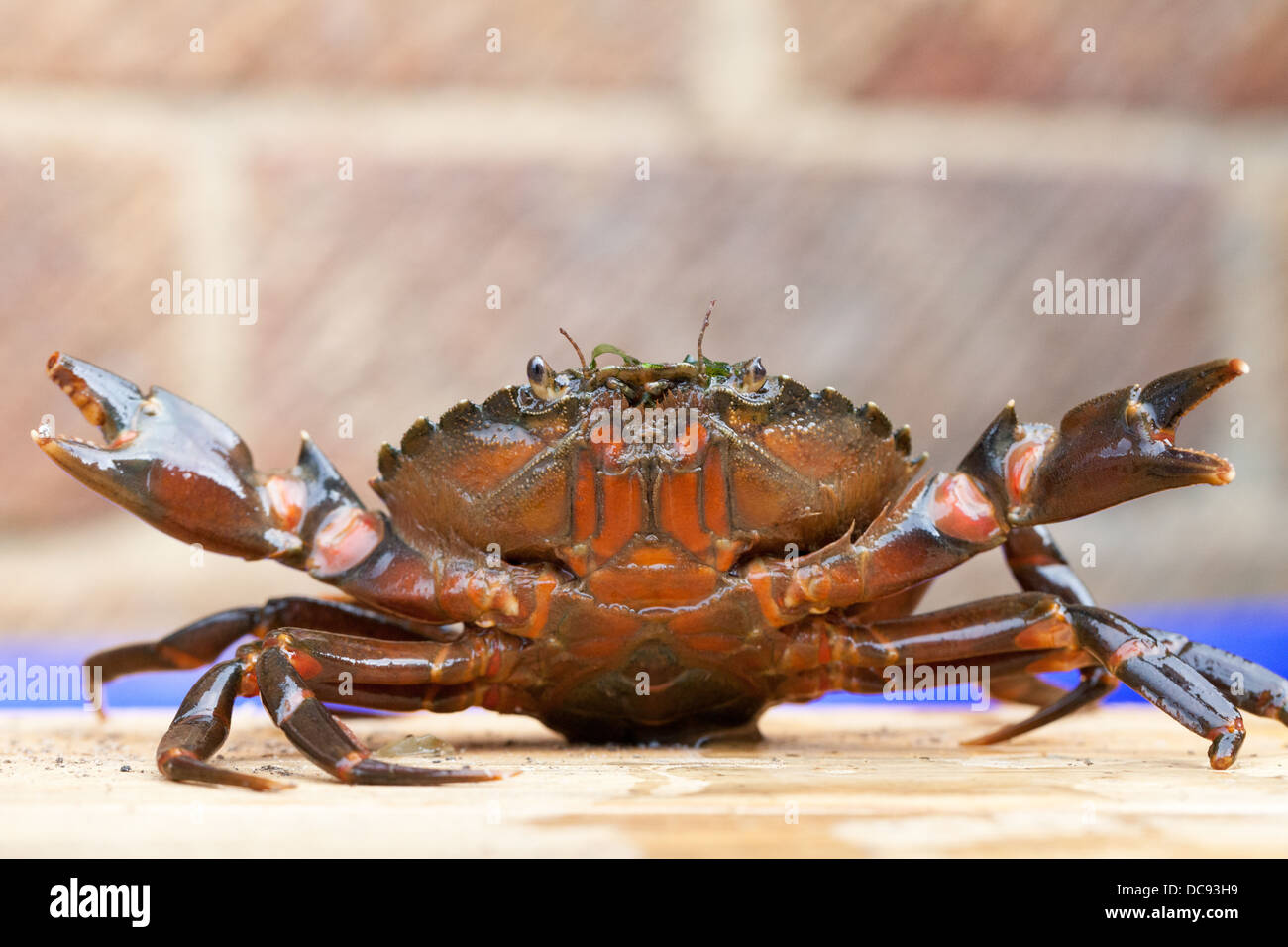 Angry crab raising his claws after being caught crab fishing Stock
