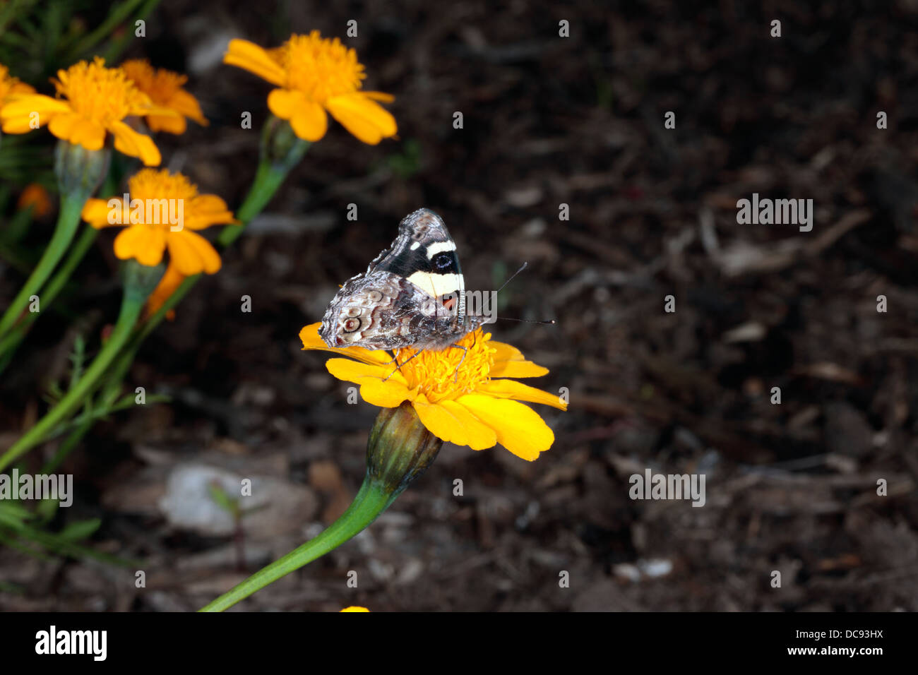 Australian Yellow Admiral Butterfly - Vanessa itea - Family Nyphalidae Stock Photo