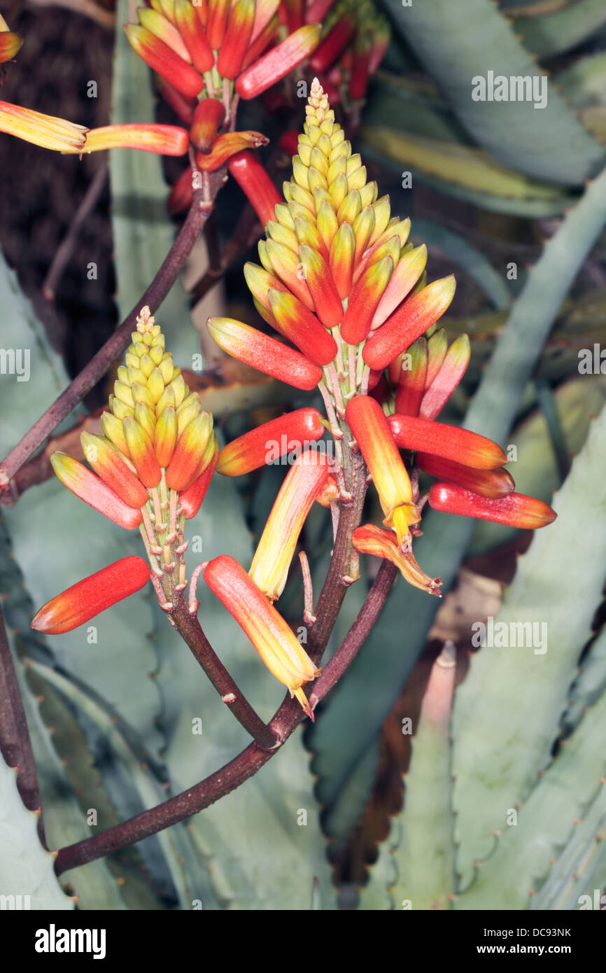 Close-up of single flower head of Volkensii Aloe - Aloe volkensii- Family Asphodelaceae Stock Photo