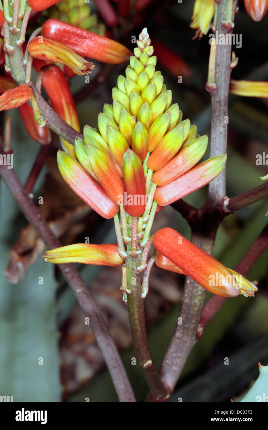Close-up of singlr flower head of Volkensii Aloe - Aloe volkensii- Family Asphodelaceae Stock Photo