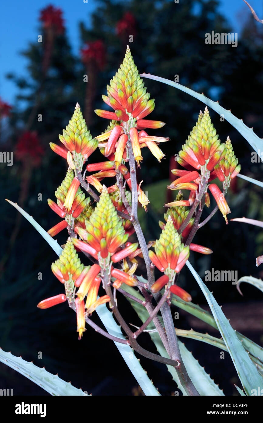 Early flower heads of Volkensii Aloe - Aloe volkensii- Family Asphodelaceae Stock Photo