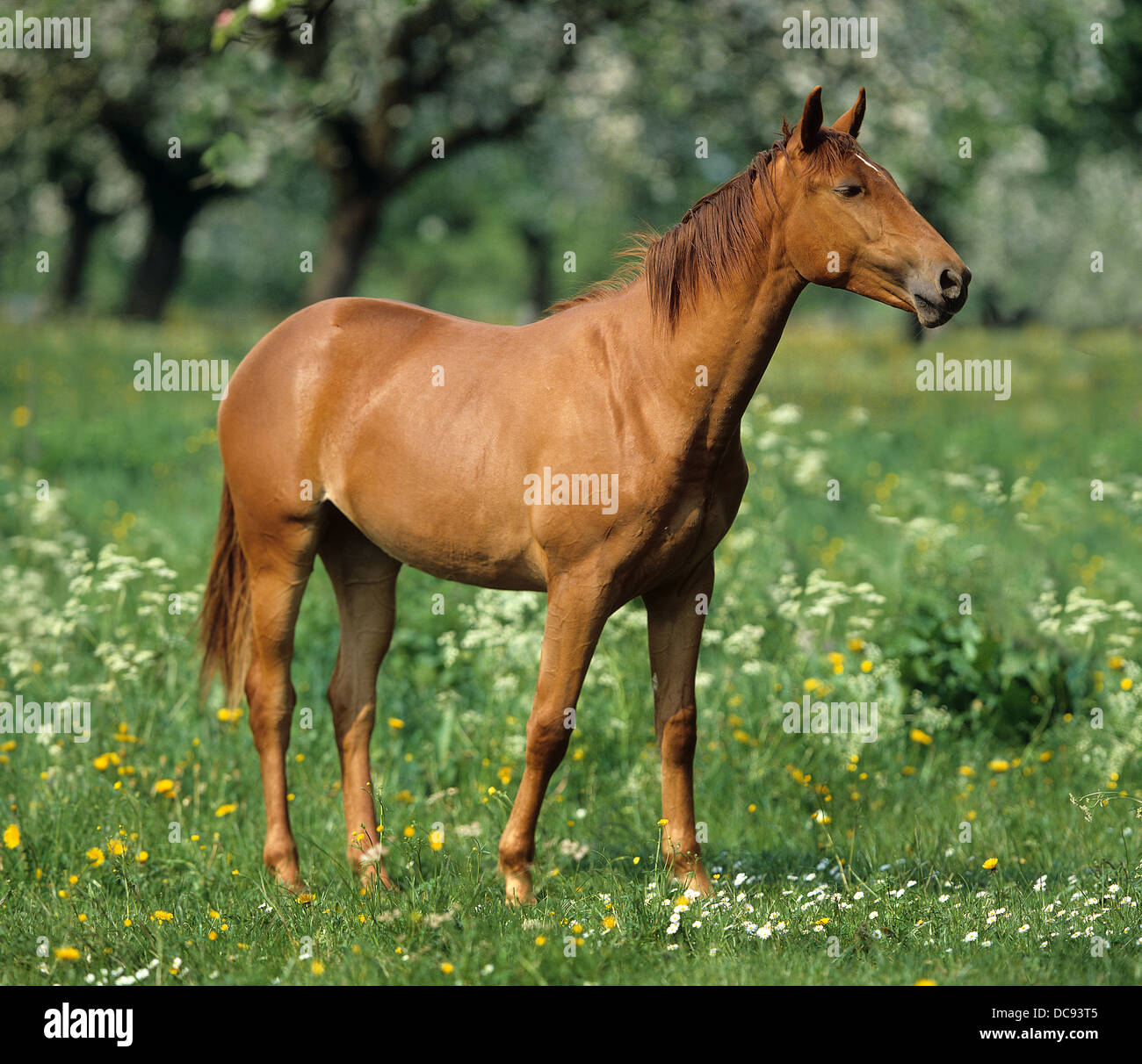 Wuerttemberger Horse. Chestnut individual standing on a meadow Stock Photo