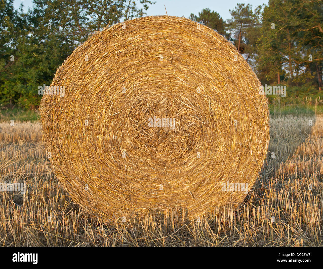 A round straw bale in a field in Dordogne, summer evening light. Stock Photo