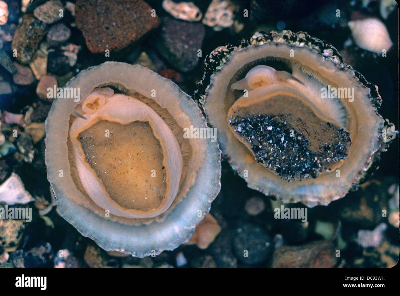 Common Limpet (Patella vulgata). Two individuals seen from underneath Stock Photo