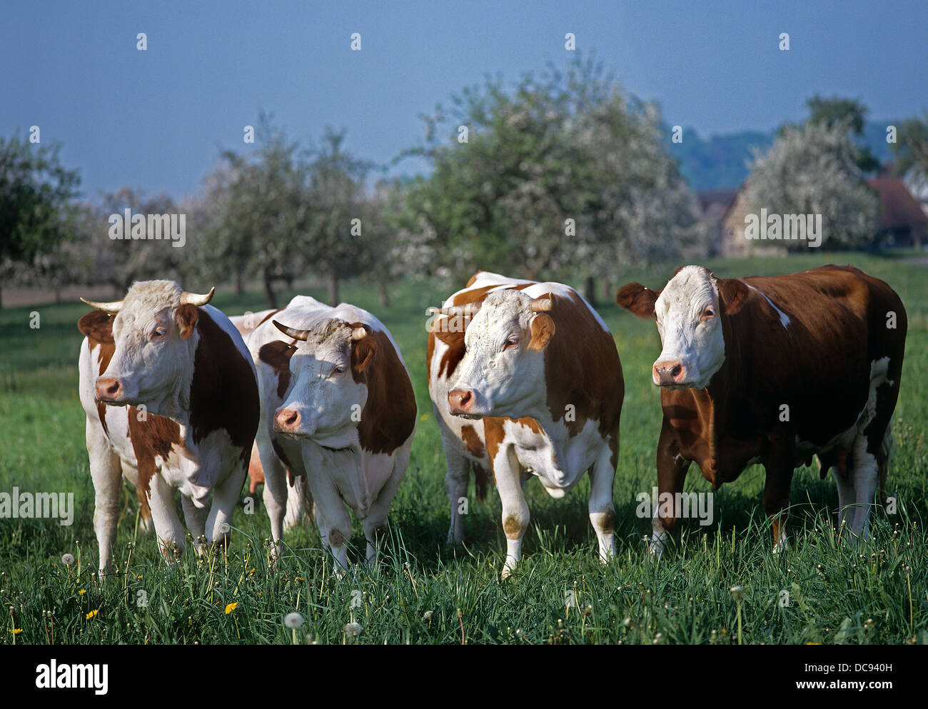 Domestic Cattle, Simmental Cattle. Four cows standing on a meadow Stock Photo