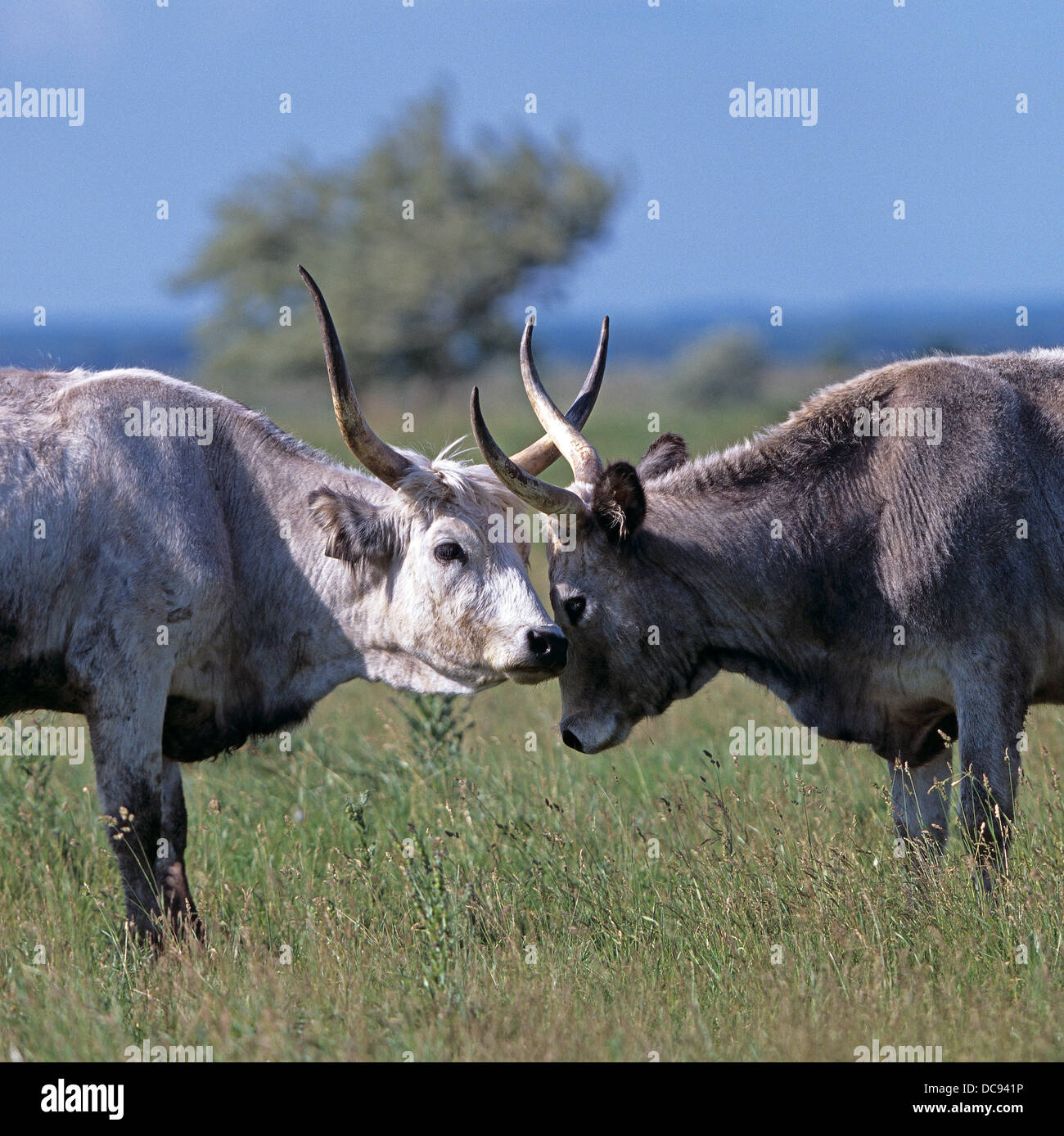 Hungarian Grey Cattle, Hungarian Steppe Cattle. Two adults butting head