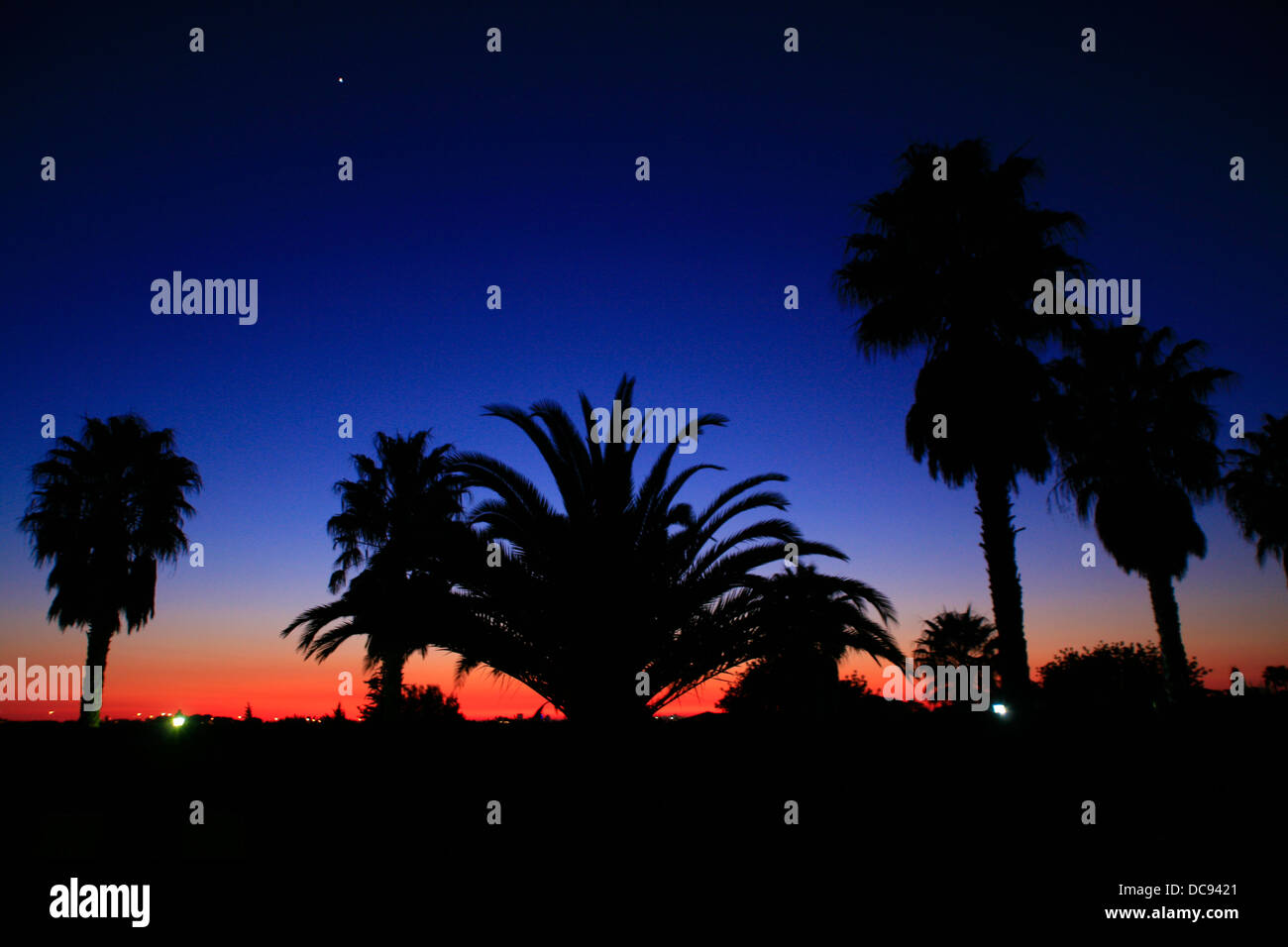 Palm trees silhouetted against sunset sky Stock Photo - Alamy