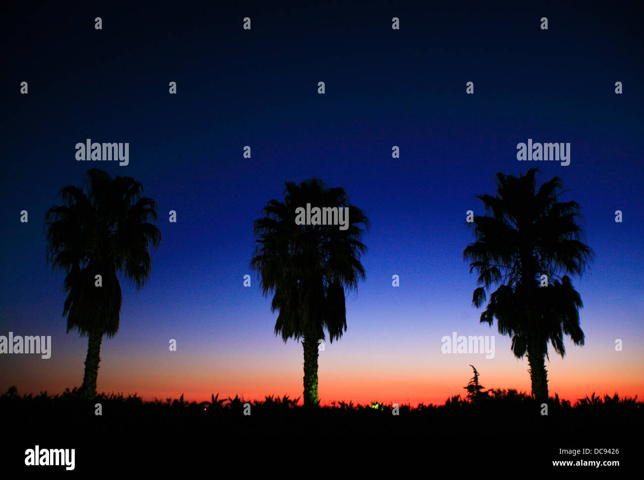 Palm trees silhouetted against sunset sky Stock Photo - Alamy
