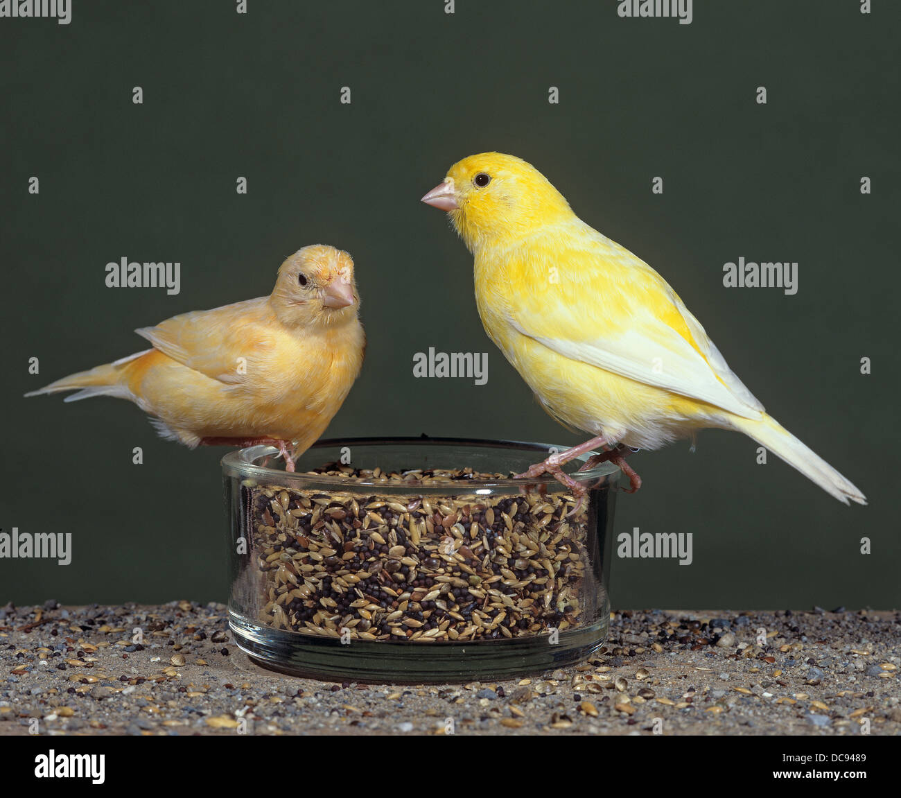 Domestic Canary (Serinus canaria domestica). Two birds sitting on the rim of a glass feeding dish Stock Photo