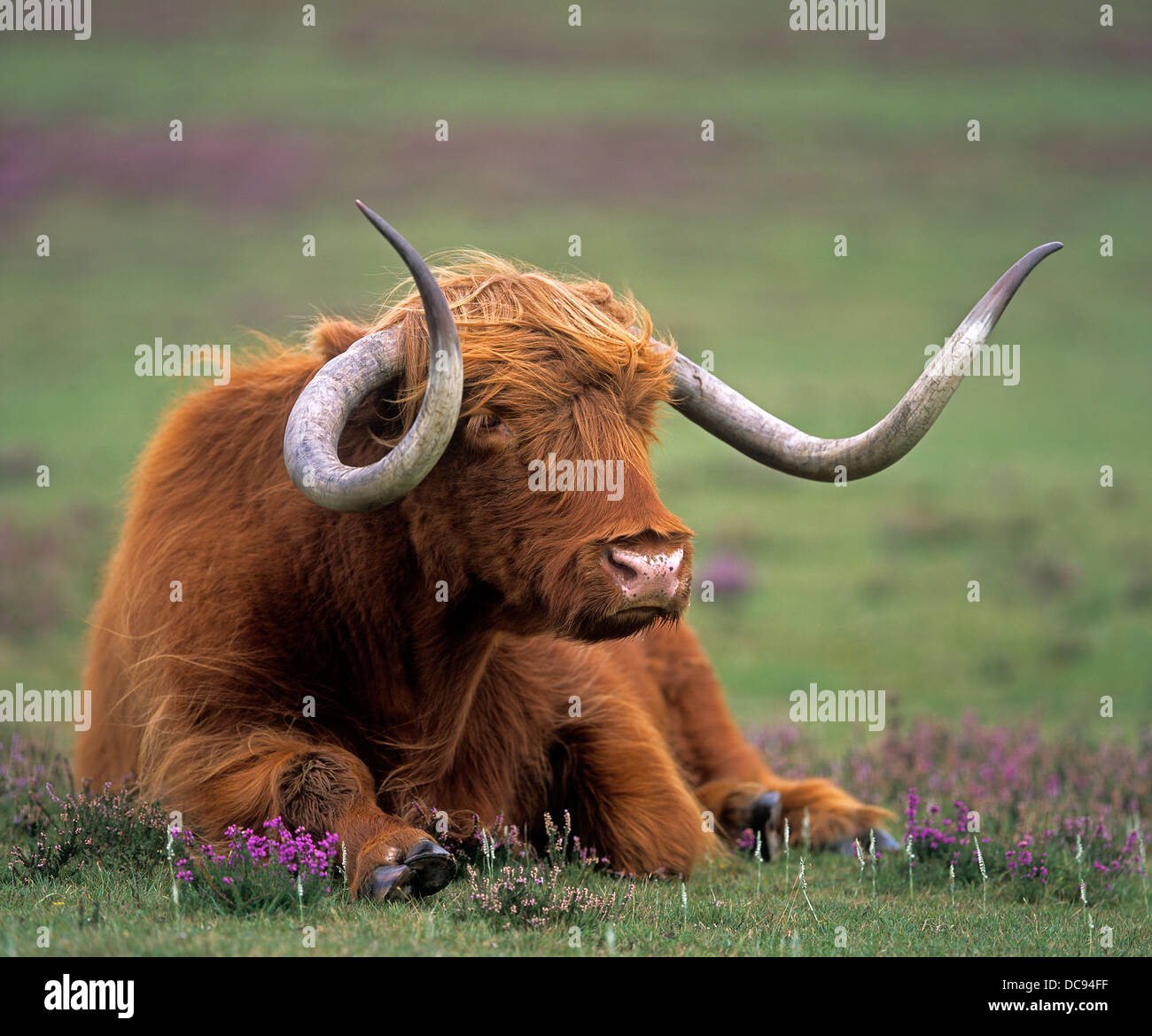 Old bull hires stock photography and images Alamy